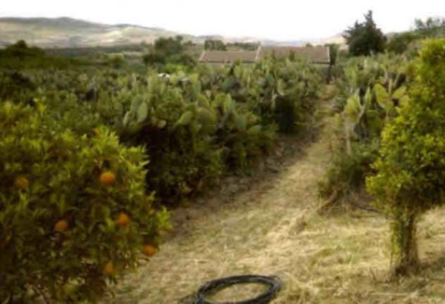 Immobile in asta di 23365 m² in vendita a Mazzarino - Foto 10