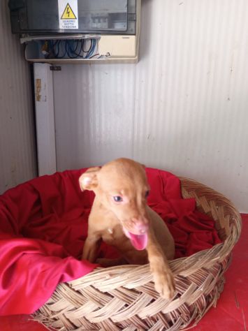 PINSCHER INCROCIO: 2 MESI E MEZZO, CERCANO UNA FAMIGLIA PER SEMPRE! - Foto 7