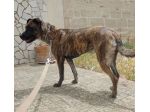 MIA CAGNOLONA DOLCE