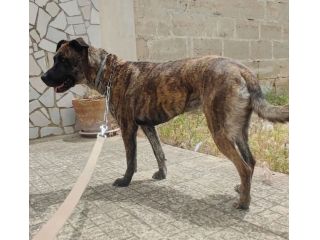 MIA CAGNOLONA DOLCE