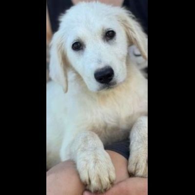 SOLE ADORABILE CUCCIOLA IN ADOZIONE
