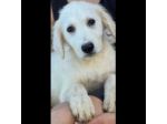 SOLE ADORABILE CUCCIOLA IN ADOZIONE