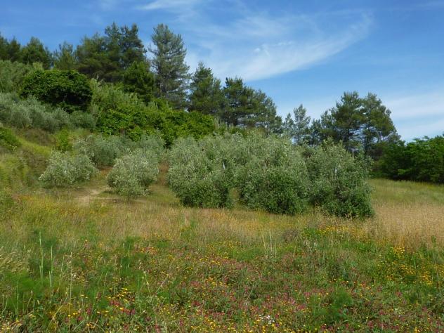 Terreno agricolo in vendita a Chiecinella - Palaia 9000 mq Rif: 455004
