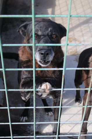 DEA E ZEUS 14 ANNI taglia media - Foto 7