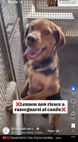 LENNON UNA DOLCEZZA DA SALVARE CANE IN ADOZIONE - Foto 5