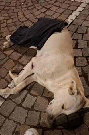 KIM SIMIL LABRADOR 2 ANNI - Foto 6