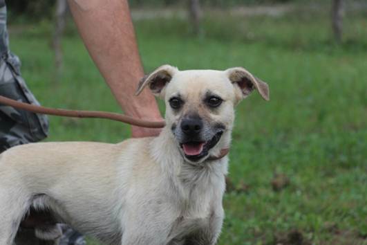 PONGO, cagnolino giocoso e dolce in pericolo! - Foto 2