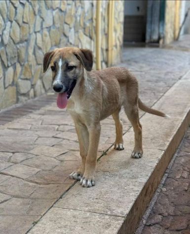 CUCCIOLO IN ADOZIONE TOMMY - Foto 5