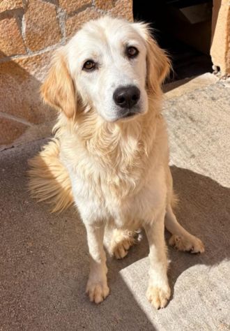 KELLY 2/3 ANNI SIMIL GOLDEN RETRIEVER - Foto 3