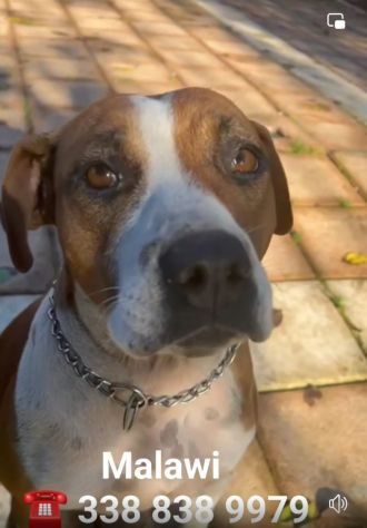 MALAWI, ADORABILE CAGNOLINA IN ADOZIONE - Foto 10