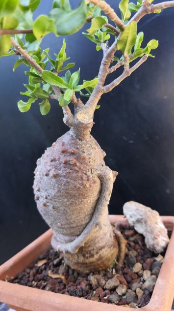 Cactus Caudex Bonsai -  Fokea Edulis - RARA! - Foto 4