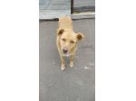 Cagnolino cerca famiglia