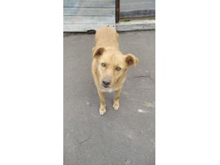 Cagnolino cerca famiglia