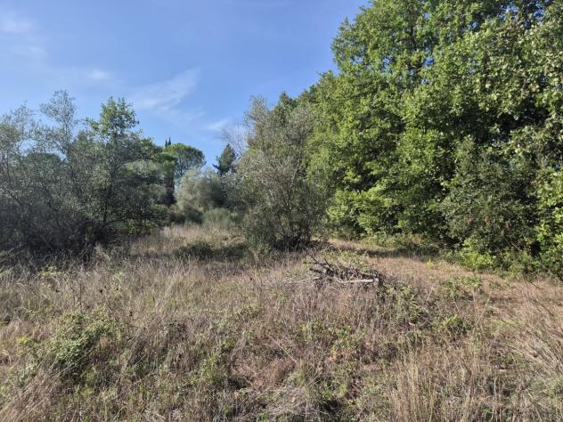 Seminativo in vendita a Civitella Paganico - Foto 16