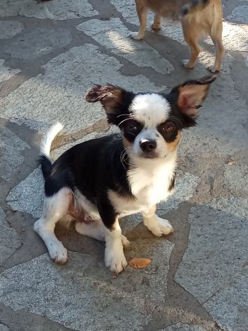 Chihuahua maschio con pedigree Enci