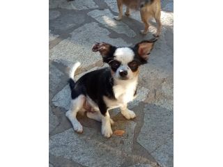 Chihuahua maschio con pedigree Enci
