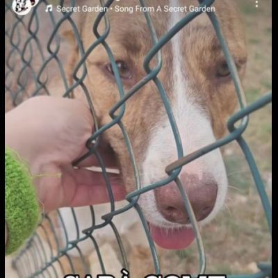 LO SGUARDO DI MACCHIA, GIOVANE CAGNOLINA IN ADOZIONE - Foto 4