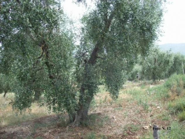 Immobile in asta di 10848 m² in vendita a Carpino - Foto 2