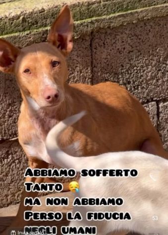 MAMMA MEDEA E CUCCIOLI BIAGIO ED ARIANNA: in adozione. - Foto 9