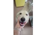 MABEL, 1 ANNO,  CHIUSA IN UN TERRENO DOPO LE MINACCE DI AVVELENAMENTO