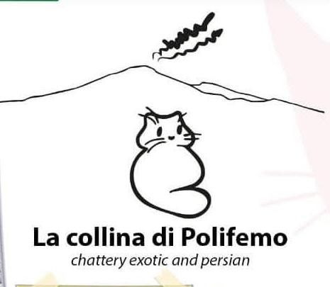Gattini  persiani pelo corto - Foto 2