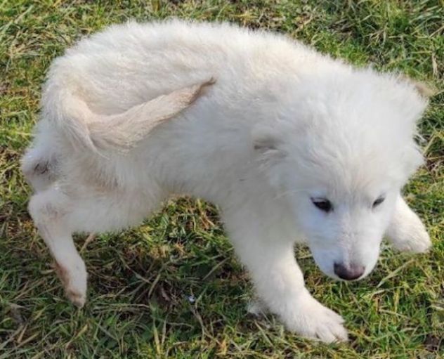 NINFA, meravigliosa tenerezza, cagnolina in adozione, tg media. - Foto 4