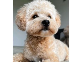 maltipoo cuccioli