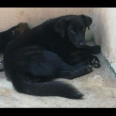 DONNA, ALTRA VITTIMA DI DEPORTAZIONE CAGNOLINA IN ADOZIONE - Foto 2