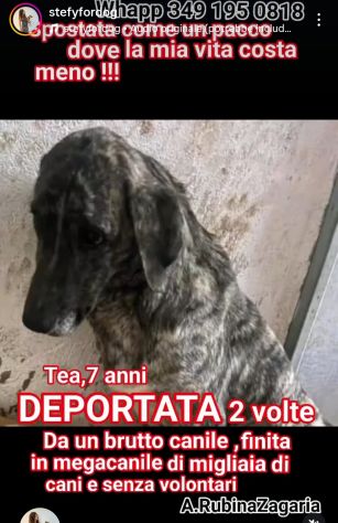 TEA TIMIDA CAGNOLINA IN ADOZIONE - Foto 2