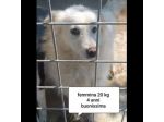 CANI IN ADOZIONE URGE AIUTARLI