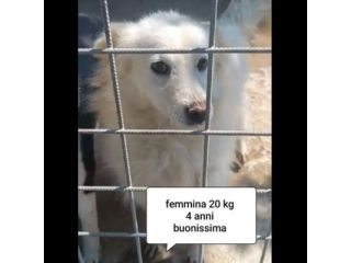 CANI IN ADOZIONE URGE AIUTARLI