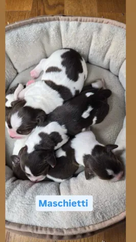 Cucciolata Springer Spaniel - Foto 3