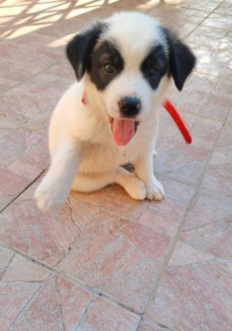 Domitilla cucciola - Foto 3