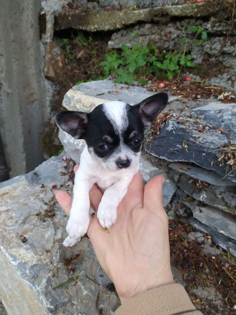 Chihuahua cucciola femmina
