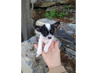 Chihuahua cucciola femmina