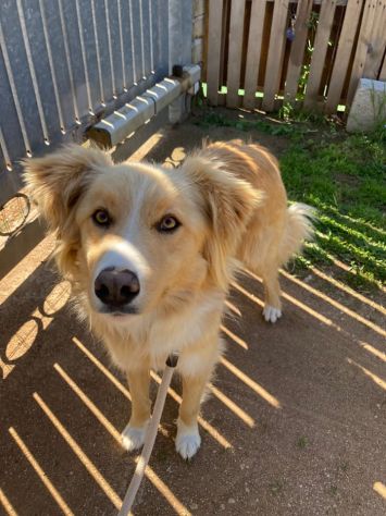 GAETANO MIX BORDER COLLIE CANE IN ADOZIONE