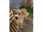 GAETANO  MIX BORDER COLLIE CANE IN ADOZIONE