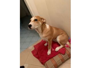 GIOIA, deliziosa cucciola
