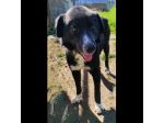 BENNY DOLCE E RISERVATO CAGNOLINO IN ADOZIONE