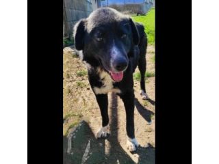 BENNY DOLCE E RISERVATO CAGNOLINO IN ADOZIONE