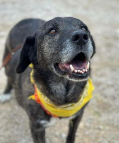 Igor per 10 anni tenuto da solo in una campagna - Foto 6