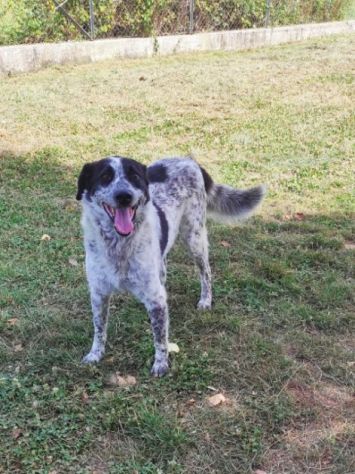 ESCAPE DOLCE E DISCRETO: CANE IN ADOZIONE - Foto 7