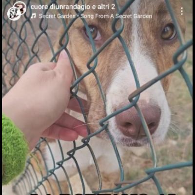 LO SGUARDO DI MACCHIA, GIOVANE CAGNOLINA IN ADOZIONE