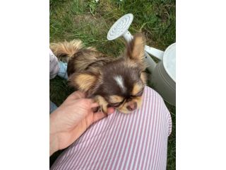 Chihuahua