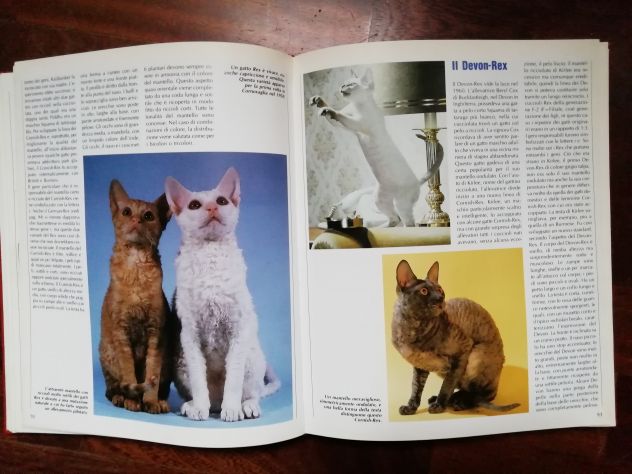 CONOSCERE IL GATTO - Foto 3