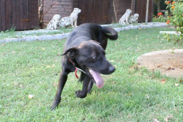 ROBY, cucciolotto dagli occhi di velluto - Foto 3