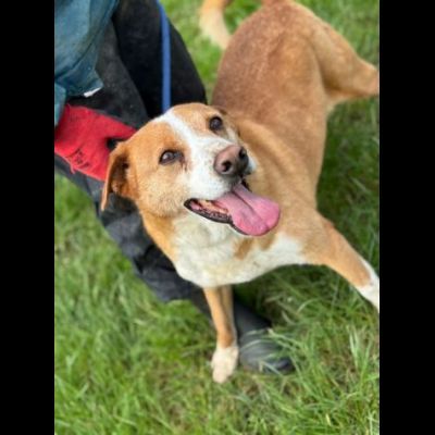 FAUSTO E FILIBERTO miracolo d'amore, cani in adozione di coppia. - Foto 6