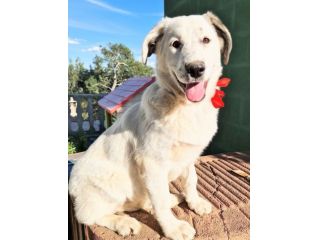 UNA FAMIGLIA PER DAISY!