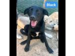 ALBA  BLACK  THOR  IVAN  CUCCIOLI IN ADOZIONE
