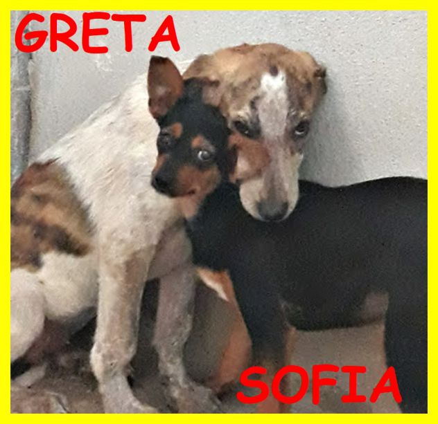 DOLCI CUCCIOLE ABBANDONATE E SPAVENTATE CERCANO CASA - Foto 2